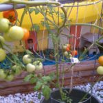 What Is the Best Way to Save Your Tomato Plants?