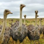 Do You Have 23 Questions for Your Contractor, or are you an Ostrich?