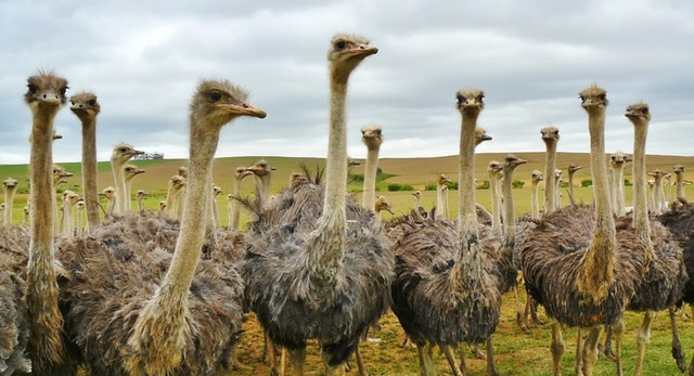 Do You Have 23 Questions for Your Contractor, or are you an Ostrich?